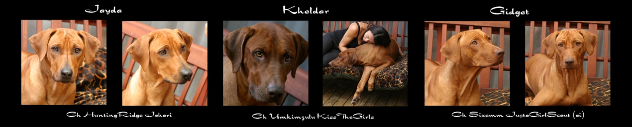 Our Foundation Dogs