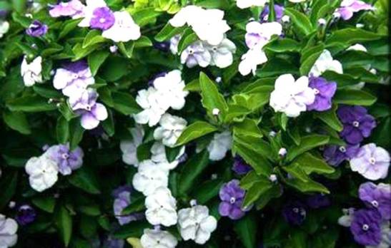 genus Brunfelsia