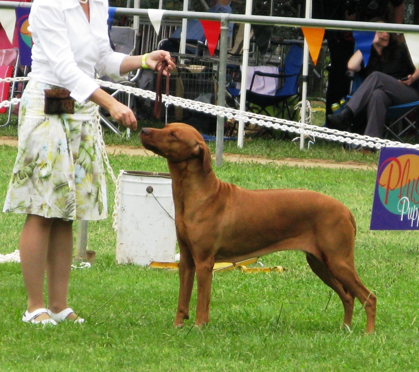 Gidget Best of Breed