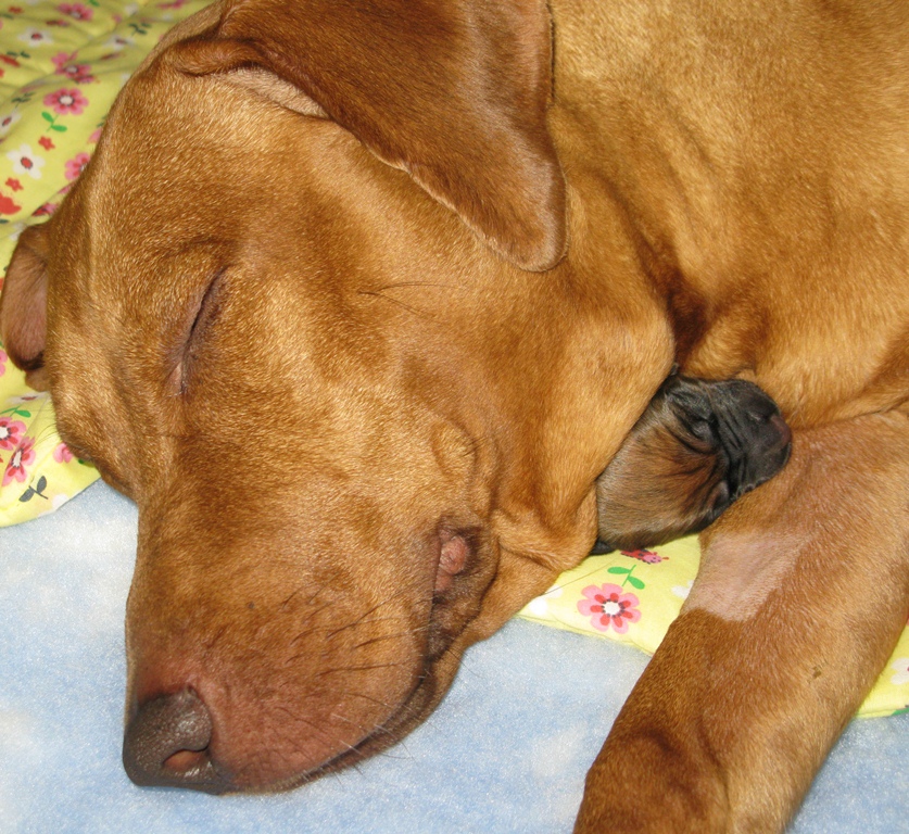 Gidget and Puppies