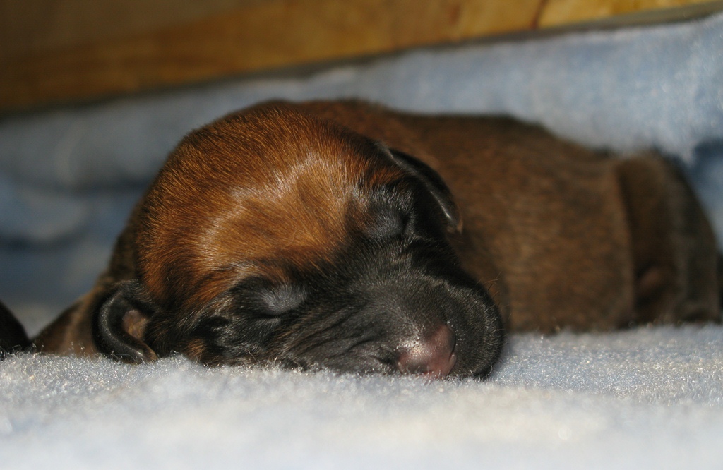Gidget Litter Arrival