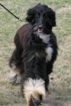 Hope Puppy in Show