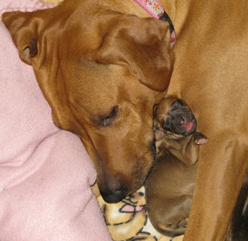 Black Nose Girl