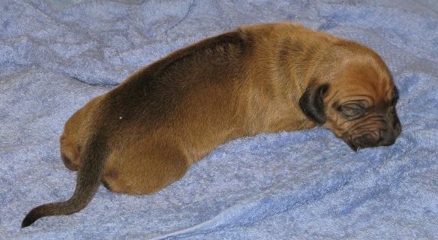 Black Nose Girl