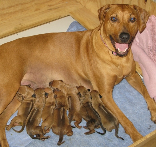 Mum and her pups