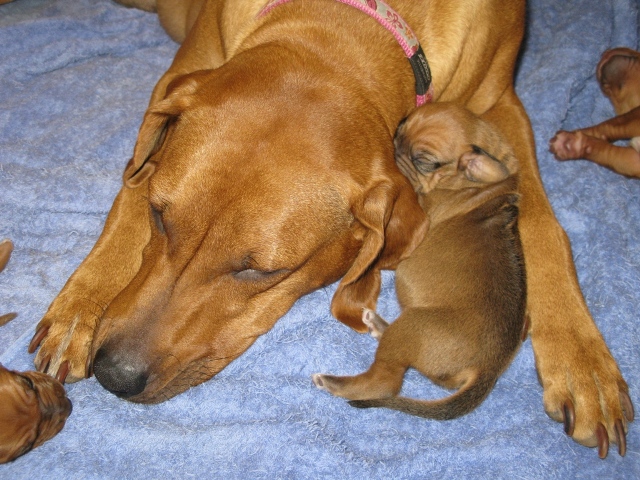 Mummy's Girl