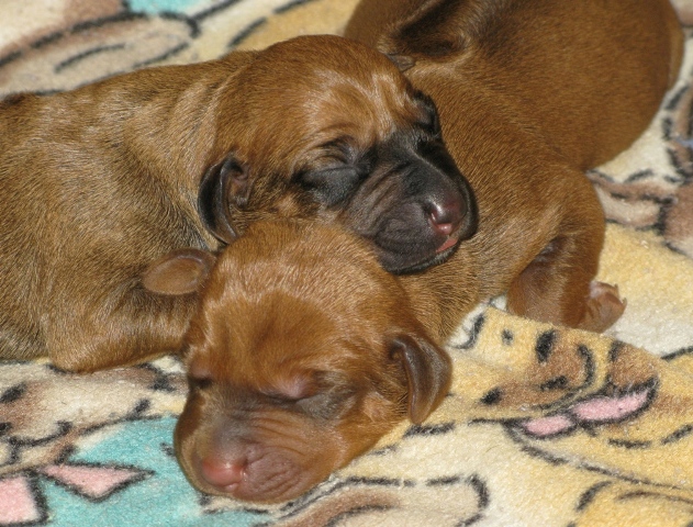 Snuggles