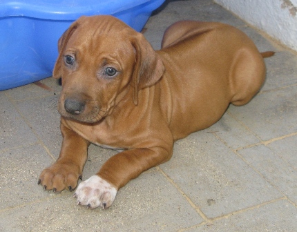 Clear Face Boy