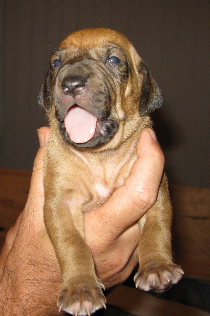 Black Nose Girl