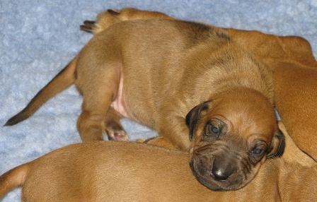 Black Nose Girl