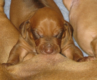 Liver Nose Boy