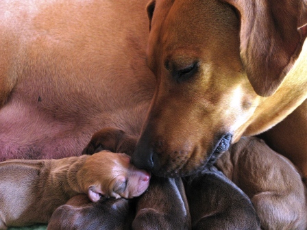 Jayda and Puppies