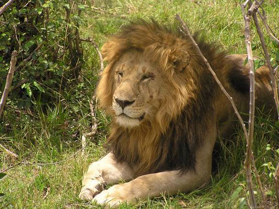 Lion in the Wild - by Todd Alchin