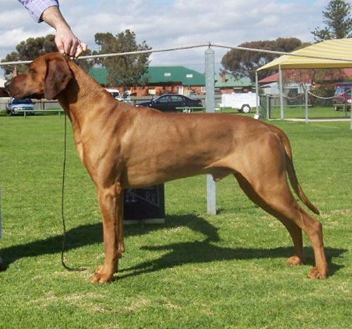 MBISS, MRUBISS, MBIG Aust Dual Ch (T) Bartess Wild Triumph TSDX ET