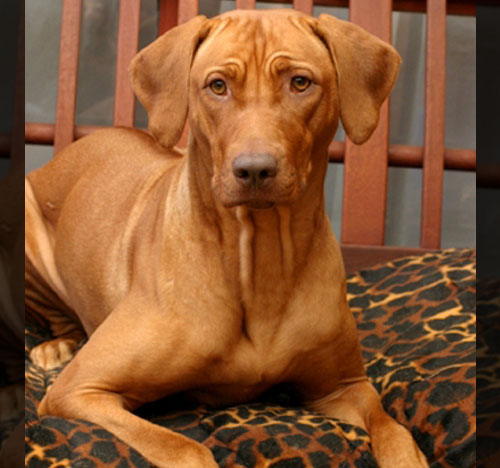 Aust Ch Sixemm Justa Girl Scout