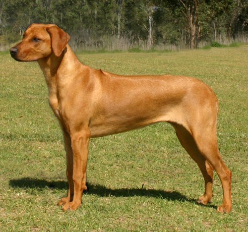 Ch Huntingridge Johari