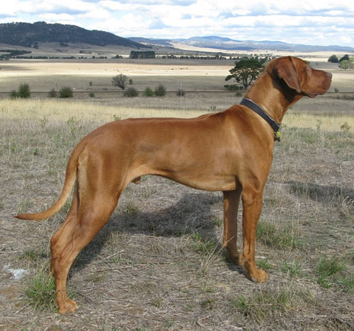 RUBISS MBIG Grand Ch Lionslea Master and Commander