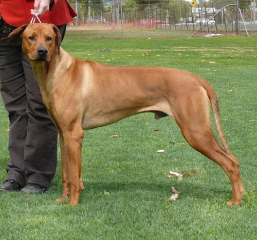 Cedarrose Blues Brother (AI)