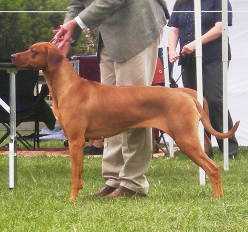 Ch Lionslea Beautiful Dawn