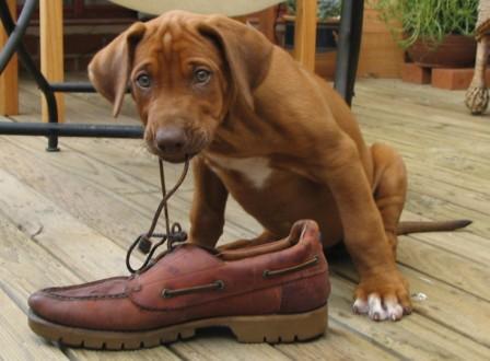 Kheldar and his shoe